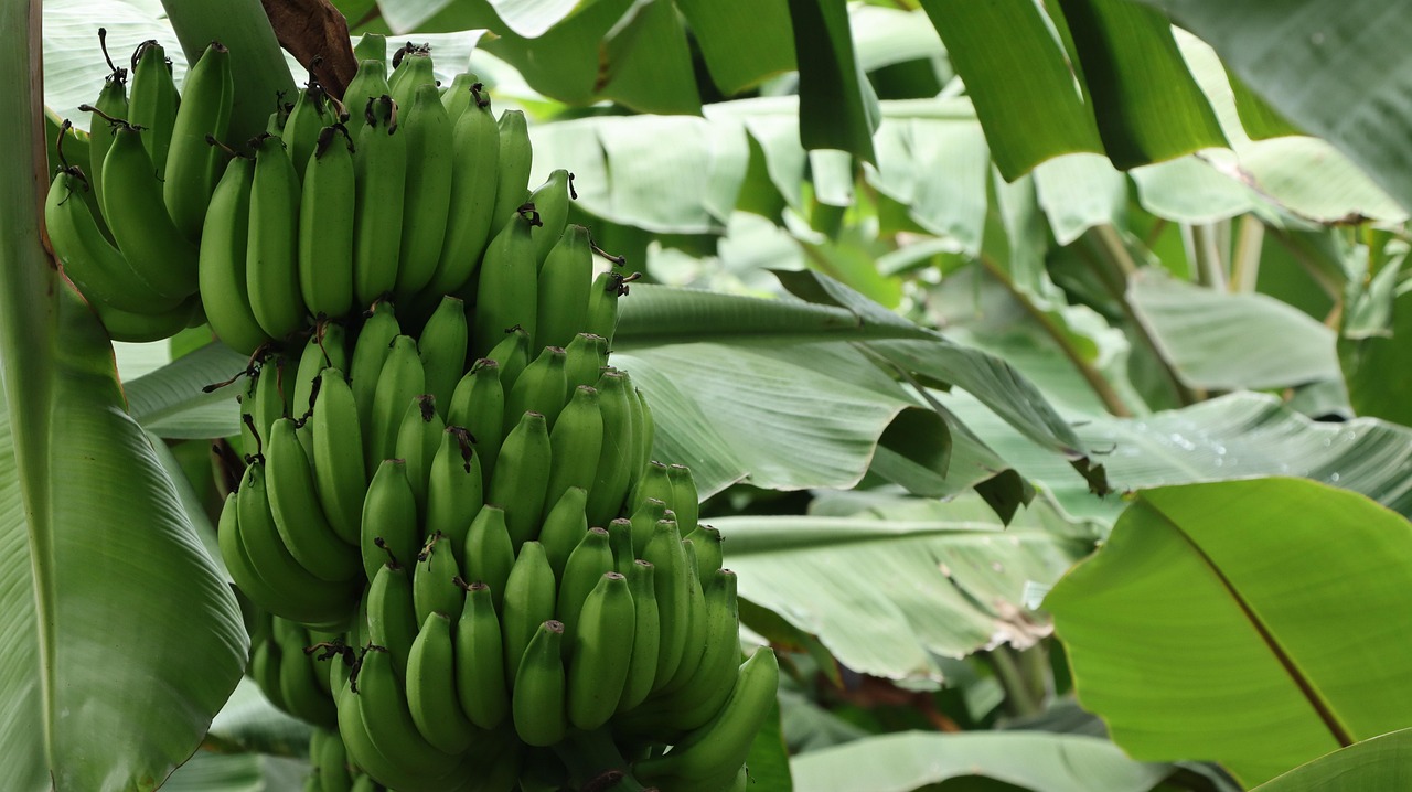banana