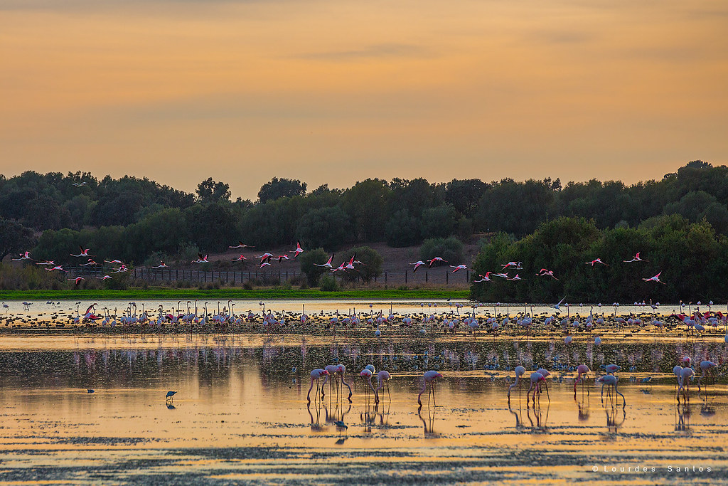 Laguna Dehesa de Abajo - Doñana