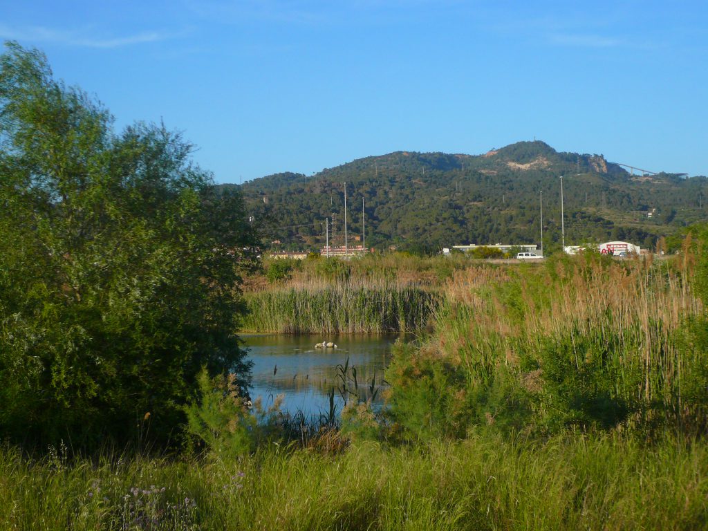 Aiguamolls_de_Molins_de_Rei