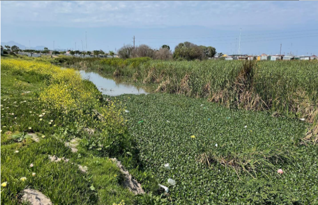 Khayelitsha wetland rehabilitation
